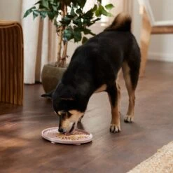 Frisco Silicone Dog & Cat Lick Mat With Suction Cups, Pink -Blue Buffalo Shop 363395 PT2. AC SS1800 V1660750521