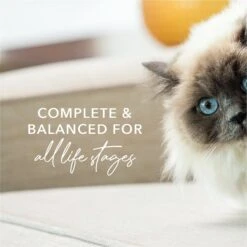 Feline Natural Chicken Feast Grain-Free Canned Cat Food -Blue Buffalo Shop 363949 PT5. AC SS1800 V1643678223