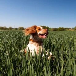 Nutro SO SIMPLE Adult Beef & Rice Recipe Natural Dry Dog Food -Blue Buffalo Shop 366852 PT4. AC SS1800 V1702666824