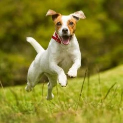 Nutro SO SIMPLE Adult Beef & Rice Recipe Natural Dry Dog Food -Blue Buffalo Shop 366852 PT7. AC SS1800 V1702666772