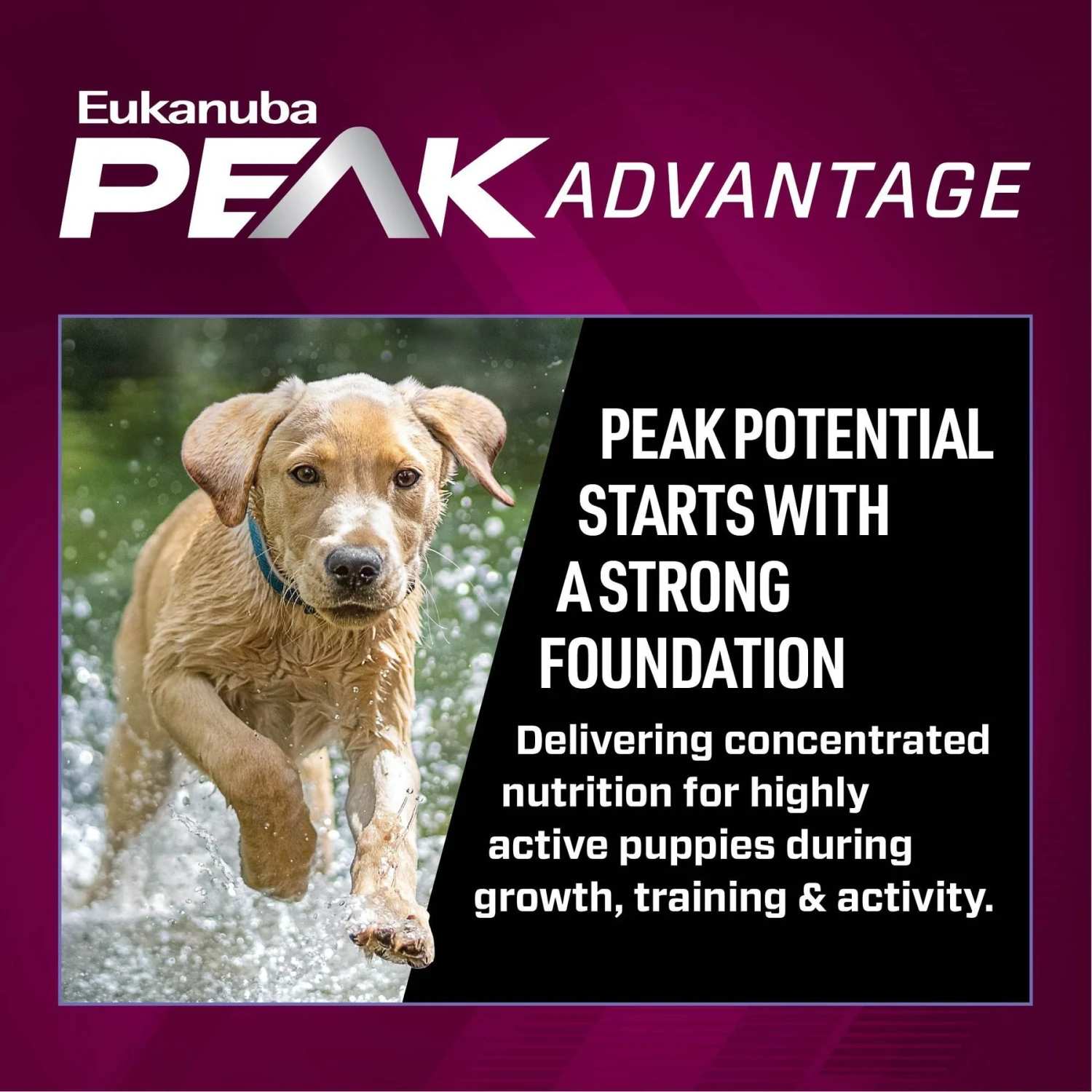 Eukanuba Premium Performance Pro Puppy Dry Dog Food 6 Eukanuba Premium Performance Pro Puppy Dry Dog Food - Image 4