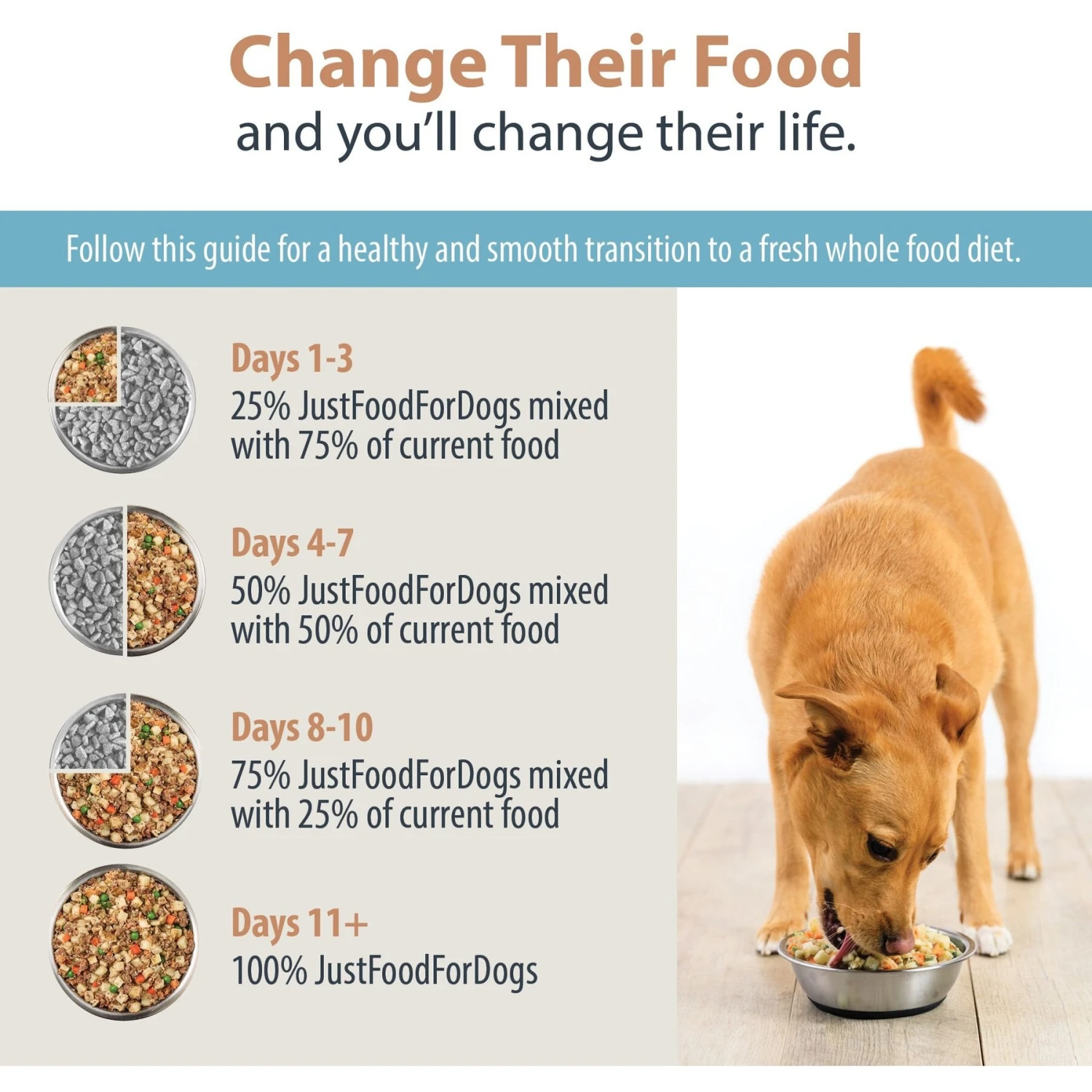 JustFoodForDogs DoItYourself Turkey & Whole Wheat Macaroni Recipe Fresh Dog Food Recipe & Nutrient Blend 11 JustFoodForDogs DoItYourself Turkey & Whole Wheat Macaroni Recipe Fresh Dog Food Recipe & Nutrient Blend - Image 9