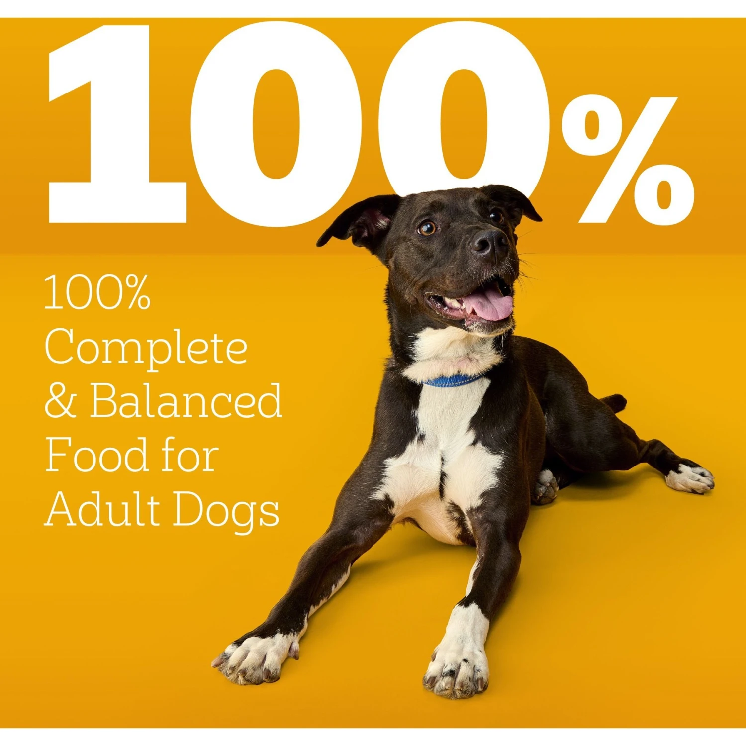 Pedigree High Protein Chicken & Turkey Flavor Adult Dry Dog Food 11 Pedigree High Protein Chicken & Turkey Flavor Adult Dry Dog Food - Image 9