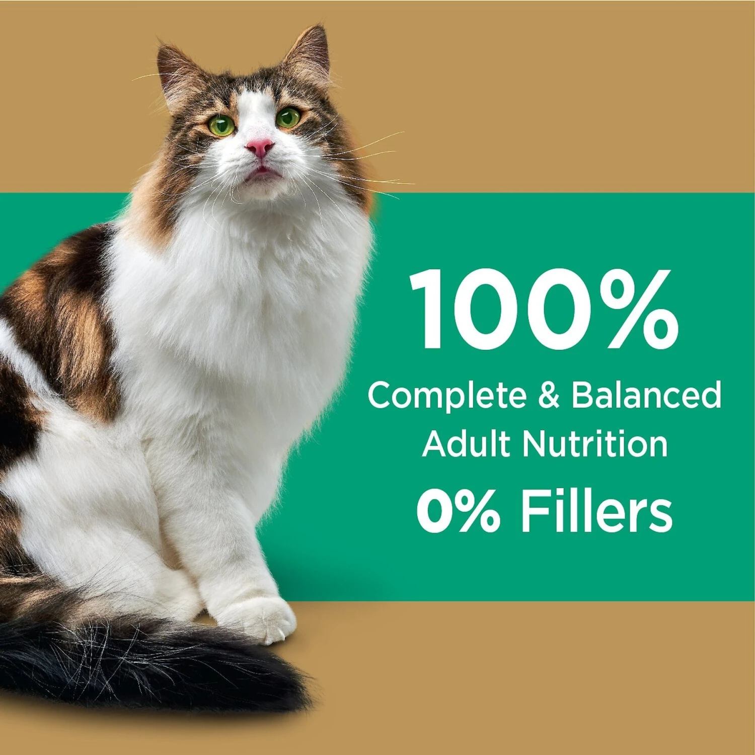 Iams Proactive Health Long Hair Care With Real Chicken & Salmon Adult Dry Cat Food 5 Iams Proactive Health Long Hair Care With Real Chicken & Salmon Adult Dry Cat Food - Image 3