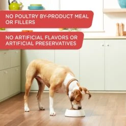 Rachael Ray Nutrish Gentle Digestion Real Chicken, Pumpkin & Salmon Canned Dog Food, 13-oz, Case Of 12 -Blue Buffalo Shop 373433 PT3. AC SS1800 V1648282286