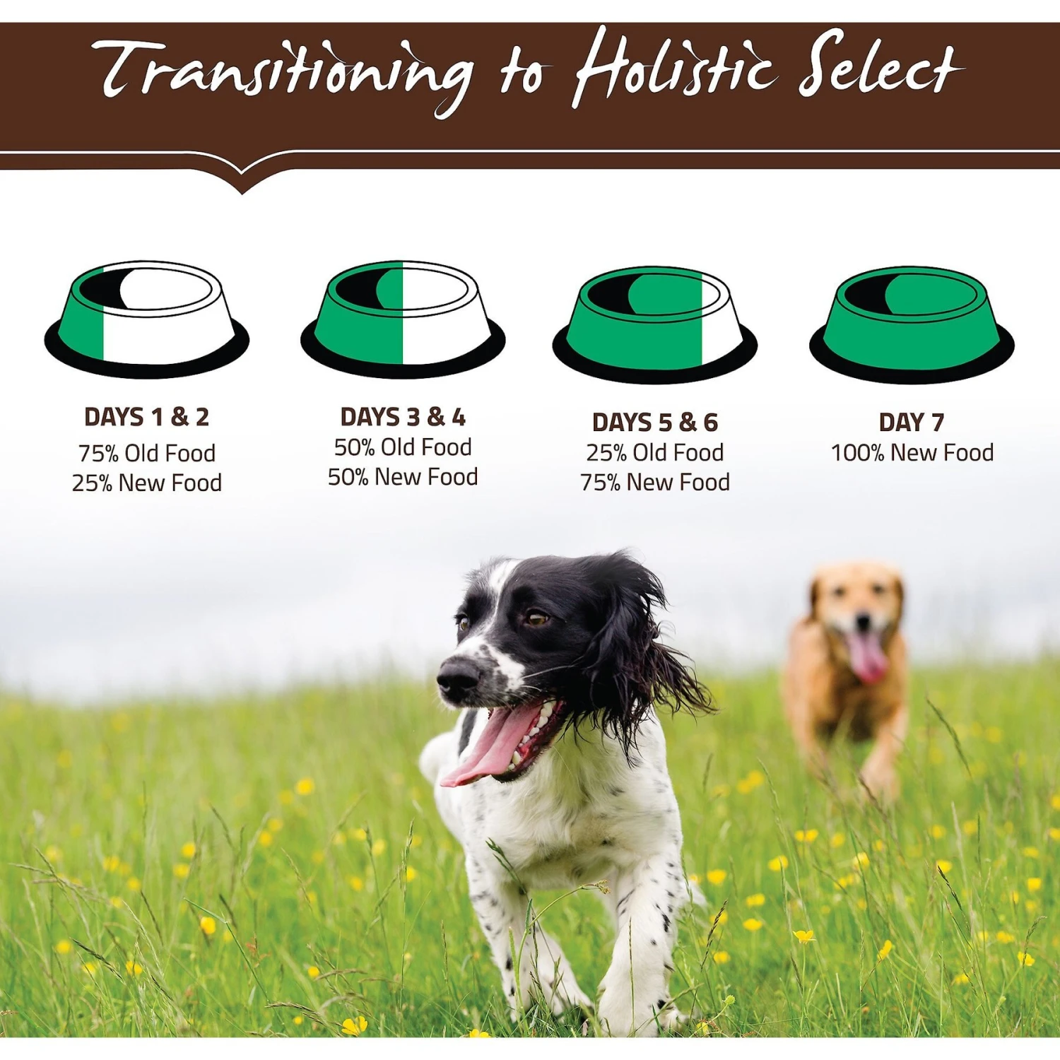 Holistic Select Large & Giant Breed Puppy Health Lamb Meal & Oatmeal Recipe Dry Dog Food 10 Holistic Select Large & Giant Breed Puppy Health Lamb Meal & Oatmeal Recipe Dry Dog Food - Image 8