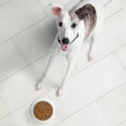 Nutro Ultra High Protein Adult Dry Dog Food -Blue Buffalo Shop 49622 PT3. AC SS1800 V1702678550