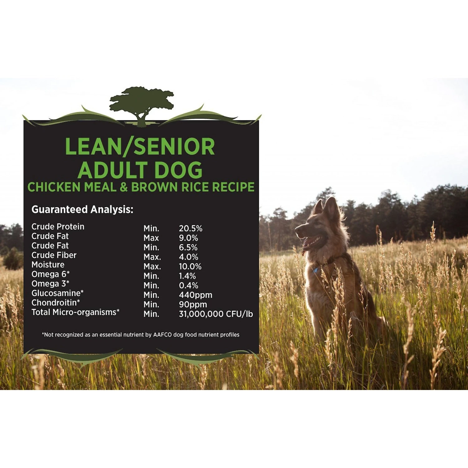 Blackwood Chicken Meal & Rice Recipe Lean Diet Adult Dry Dog Food 6 Blackwood Chicken Meal & Rice Recipe Lean Diet Adult Dry Dog Food - Image 4