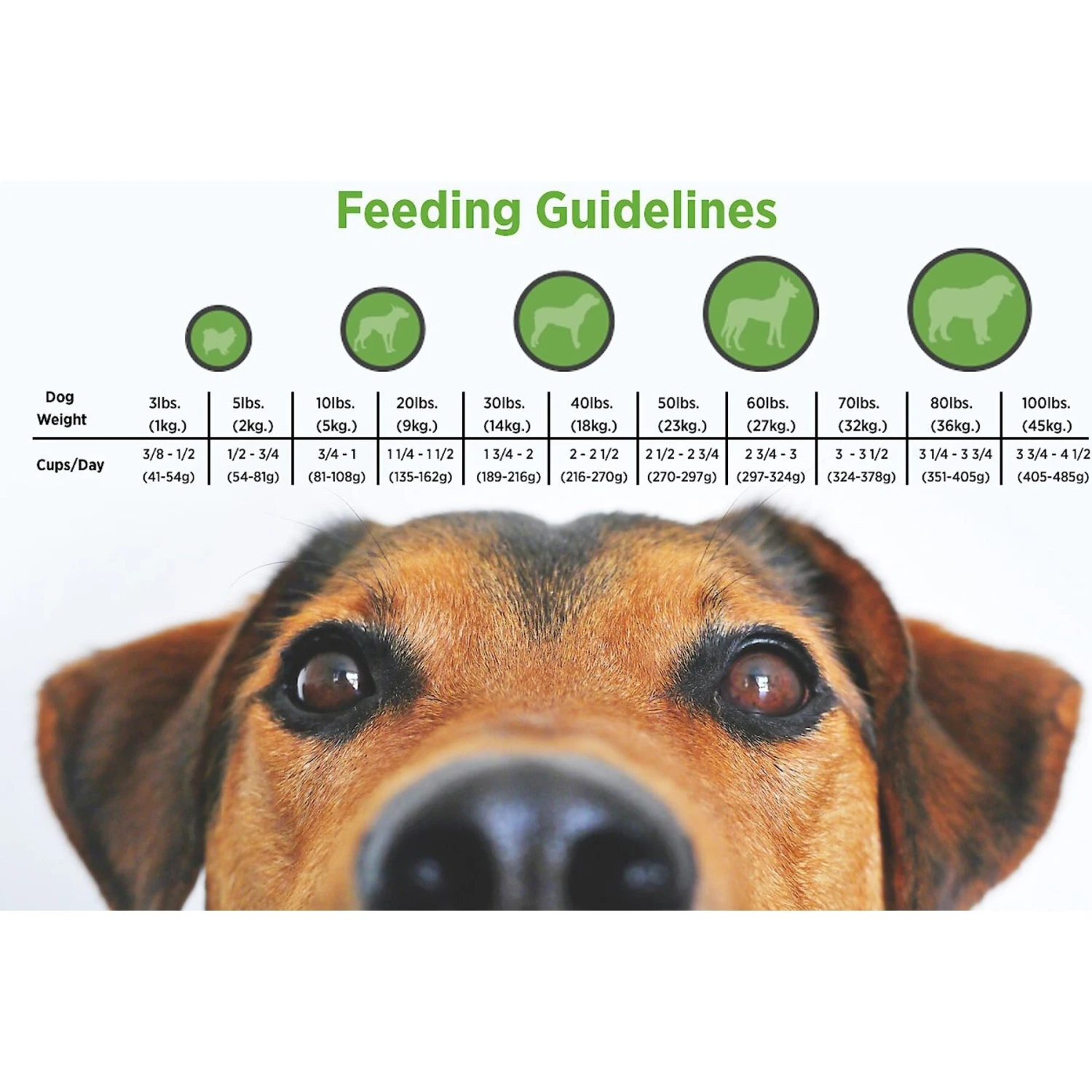 Blackwood Chicken Meal & Rice Recipe Lean Diet Adult Dry Dog Food 7 Blackwood Chicken Meal & Rice Recipe Lean Diet Adult Dry Dog Food - Image 5