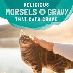 Natural Balance Platefulls Chicken & Salmon Formula In Gravy Grain-Free Cat Food Pouches 18 Natural Balance Platefulls Chicken & Salmon Formula In Gravy Grain-Free Cat Food Pouches -Blue Buffalo Shop 50937 PT7. AC SS1800 V1682690068