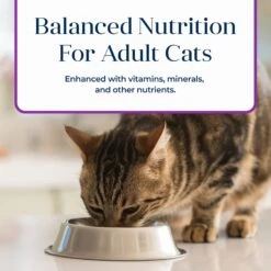Blue Buffalo Basics Skin & Stomach Care Grain-Free Turkey & Potato Entree Indoor Adult Canned Cat Food -Blue Buffalo Shop 51734 PT6. AC SS1800 V1646255801