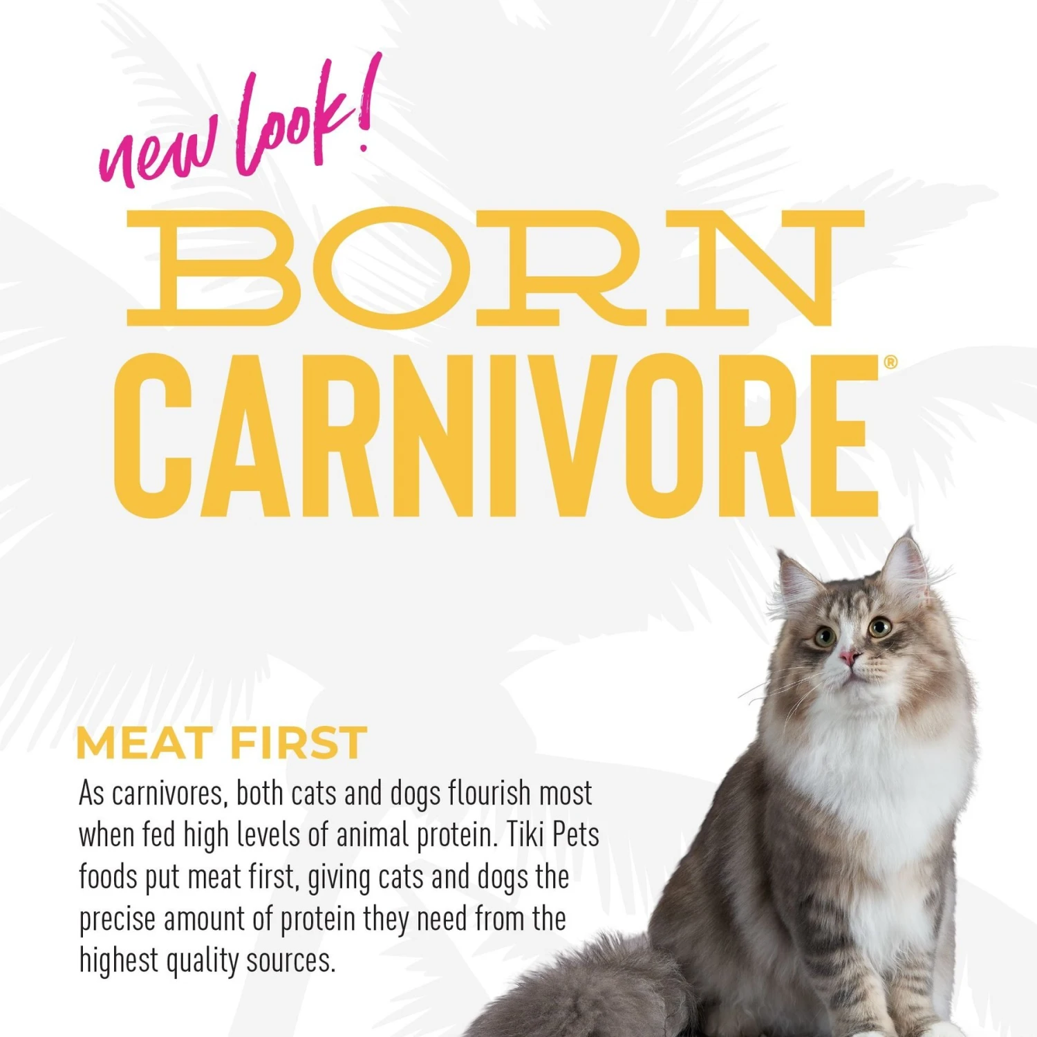 Tiki Cat Born Carnivore Grain-Free Chicken & Turkey Meal Recipe Dry Cat Food 8 Tiki Cat Born Carnivore Grain-Free Chicken & Turkey Meal Recipe Dry Cat Food - Image 6