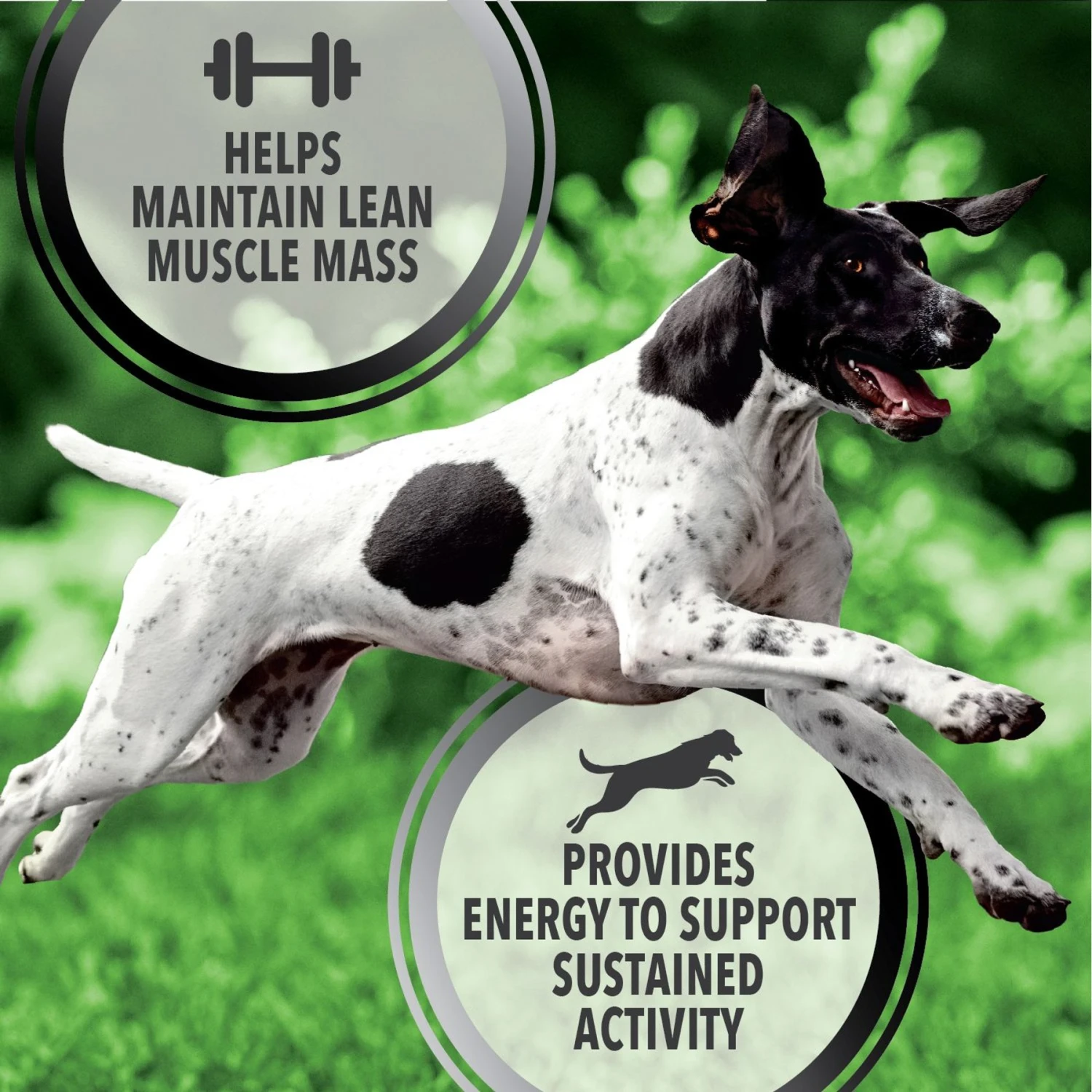 Iams Proactive Health Active Chicken & Turkey Recipe High Protein Adult Dry Dog Food 5 Iams Proactive Health Active Chicken & Turkey Recipe High Protein Adult Dry Dog Food - Image 3