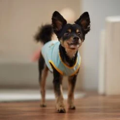 Frisco Just Another Day In Paradise Dog & Cat T-Shirt 14 Frisco Just Another Day In Paradise Dog & Cat T-Shirt -Blue Buffalo Shop 556406 PT5. AC SS1800 V1675099506