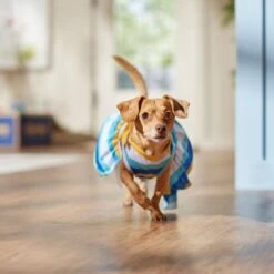 Frisco Beach Vibes Dog & Cat Dress -Blue Buffalo Shop 556934 PT5. AC SS1800 V1675280724