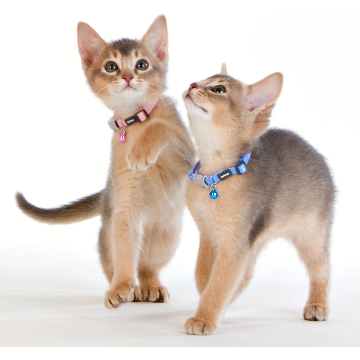 Red Dingo Nylon Breakaway Kitten Collar 5 Red Dingo Nylon Breakaway Kitten Collar - Image 3
