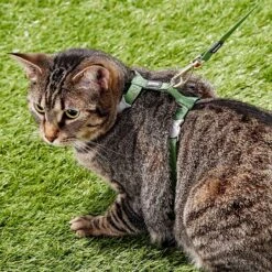 Blue Buffalo Shop -Blue Buffalo Shop 57597 PT1. AC SS1800 V1703277537