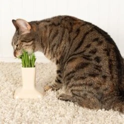 Miaustore Cat Grass Cup & Miaustore Dog & Cat Ceramic Water Fountain, 115-oz -Blue Buffalo Shop 581678 PT4. AC SS1800 V1658167255