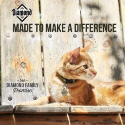 Diamond Maintenance Formula Adult Dry Cat Food -Blue Buffalo Shop 59941 PT4. AC SS1800 V1641253623