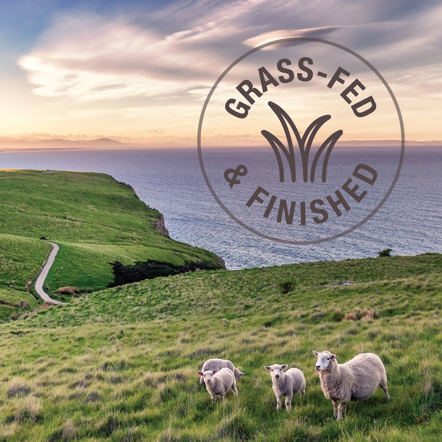 K9 Natural Beef Feast Raw Grain-Free Freeze-Dried Dog Food 8 K9 Natural Beef Feast Raw Grain-Free Freeze-Dried Dog Food - Image 6