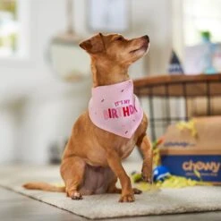 Frisco Dog & Cat Birthday Bandana -Blue Buffalo Shop 608206 PT5. AC SS1800 V1676643860