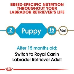 Royal Canin Breed Health Nutrition Labrador Retriever Puppy Dry Dog Food -Blue Buffalo Shop 61486 PT7. AC SS1800 V1697212824