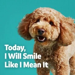 Vibeful Dental Health Chicken Flavored Powder Dental Supplement For Dogs & Cats 16 Vibeful Dental Health Chicken Flavored Powder Dental Supplement For Dogs & Cats -Blue Buffalo Shop 617222 PT6. AC SS1800 V1674656202