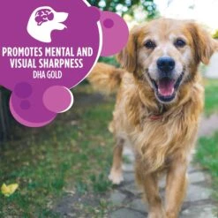 Iams Proactive Health Healthy Aging Large Breed Mature & Senior Formula With Real Chicken Dry Dog Food -Blue Buffalo Shop 61752 PT4. AC SS1800 V1668023589