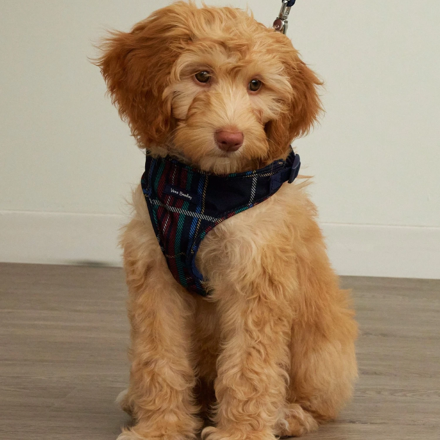 Vera Bradley Cat & Dog Harness, Tartan Plaid 7 Vera Bradley Cat & Dog Harness, Tartan Plaid - Image 5