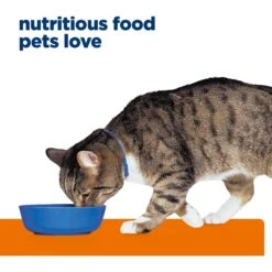 Hill's Prescription Diet S/d Urinary Care Chicken Flavor Dry Cat Food 17 Hill's Prescription Diet S/d Urinary Care Chicken Flavor Dry Cat Food -Blue Buffalo Shop 69830 PT6. AC SS1800 V1668549928