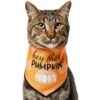 Frisco Hey There Pumpkin Dog & Cat Bandana -Blue Buffalo Shop 706374 MAIN. AC SS1800 V1689351106