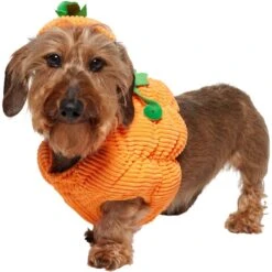 Frisco Pumpkin Ball Dog & Cat Costume 12 Frisco Pumpkin Ball Dog & Cat Costume -Blue Buffalo Shop 708902 PT2. AC SS1800 V1689351041
