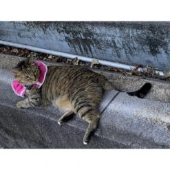 Prey Saver Break Away Cat Collar, One Size 13 Prey Saver Break Away Cat Collar, One Size -Blue Buffalo Shop 710062 PT6. AC SS1800 V1668809599