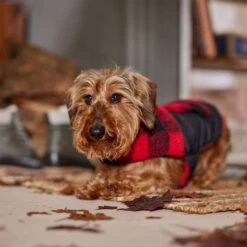 Frisco Reversible Medium Weight Boulder Plaid Dog & Cat Coat 14 Frisco Reversible Medium Weight Boulder Plaid Dog & Cat Coat -Blue Buffalo Shop 717846 PT7. AC SS1800 V1692375977