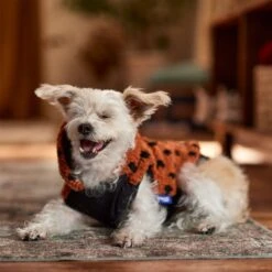 Frisco Dotted Dog & Cat Hoodie 18 Frisco Dotted Dog & Cat Hoodie -Blue Buffalo Shop 718326 PT7. AC SS1800 V1692375977