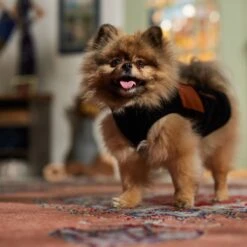 Frisco Light Weight Leopard Print Lined Fleece Dog & Cat Vest -Blue Buffalo Shop 720694 PT7. AC SS1800 V1692378099