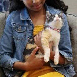 Li'l Pals Round Kitten Collar 9 Li'l Pals Round Kitten Collar -Blue Buffalo Shop 754870 PT2. AC SS1800 V1673368182