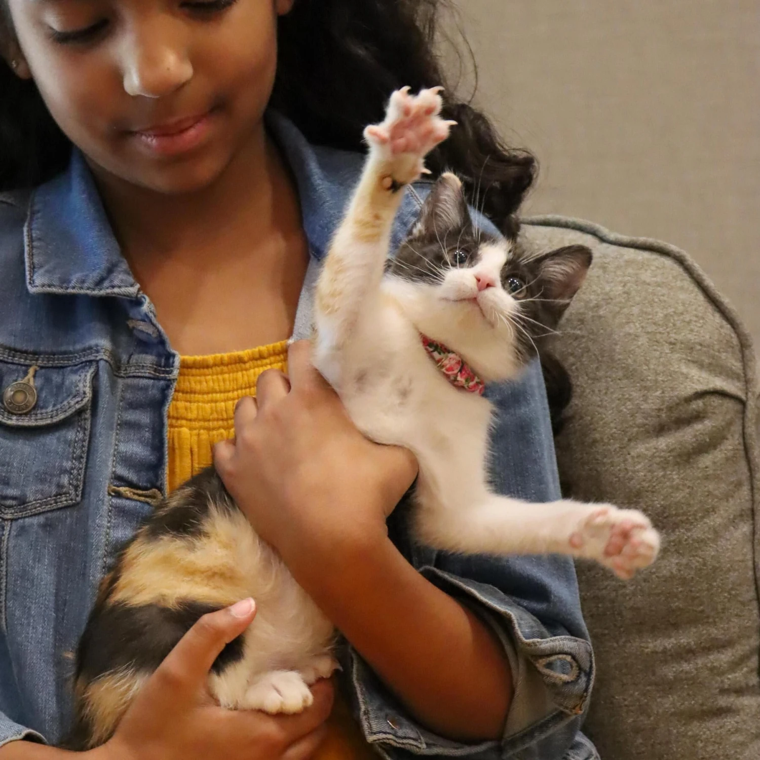 Li'l Pals Round Kitten Collar 6 Li'l Pals Round Kitten Collar - Image 4