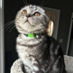 Li'l Pals Elastic Kitten Collar -Blue Buffalo Shop 754894 PT1. AC SS1800 V1673369715