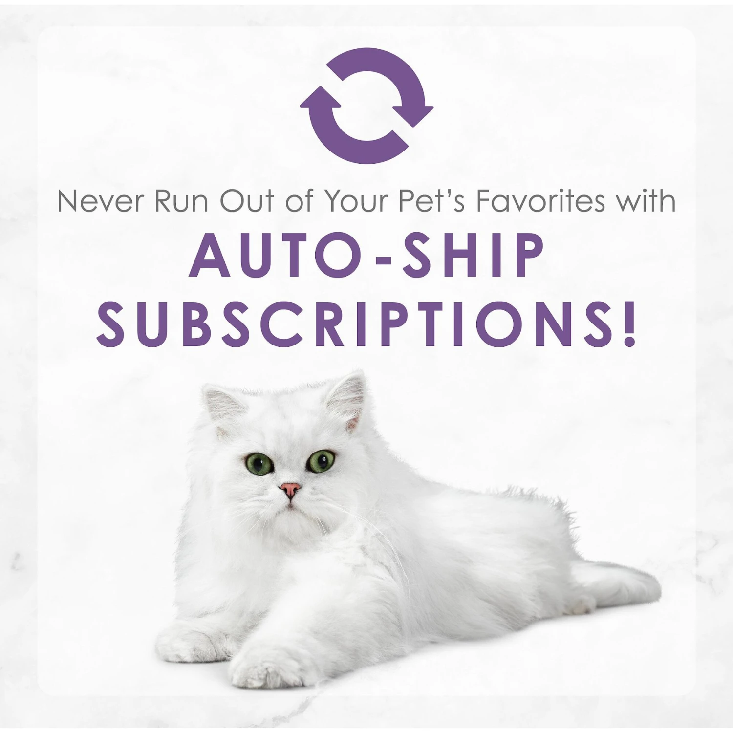 Fancy Feast Medleys Wild Salmon Florentine Canned Cat Food 11 Fancy Feast Medleys Wild Salmon Florentine Canned Cat Food - Image 9