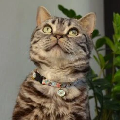 Necoichi Sunny Blossoms Cat Collar 17 Necoichi Sunny Blossoms Cat Collar -Blue Buffalo Shop 759486 PT6. AC SS1800 V1683817841
