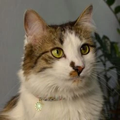 Necoichi Sunny Blossoms Cat Collar 18 Necoichi Sunny Blossoms Cat Collar -Blue Buffalo Shop 759486 PT7. AC SS1800 V1683832279