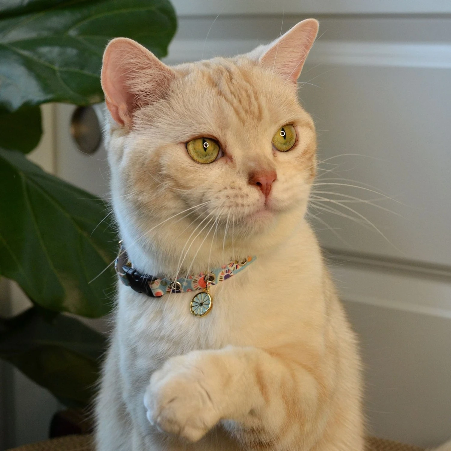 Necoichi Sunny Blossoms Cat Collar 11 Necoichi Sunny Blossoms Cat Collar - Image 9