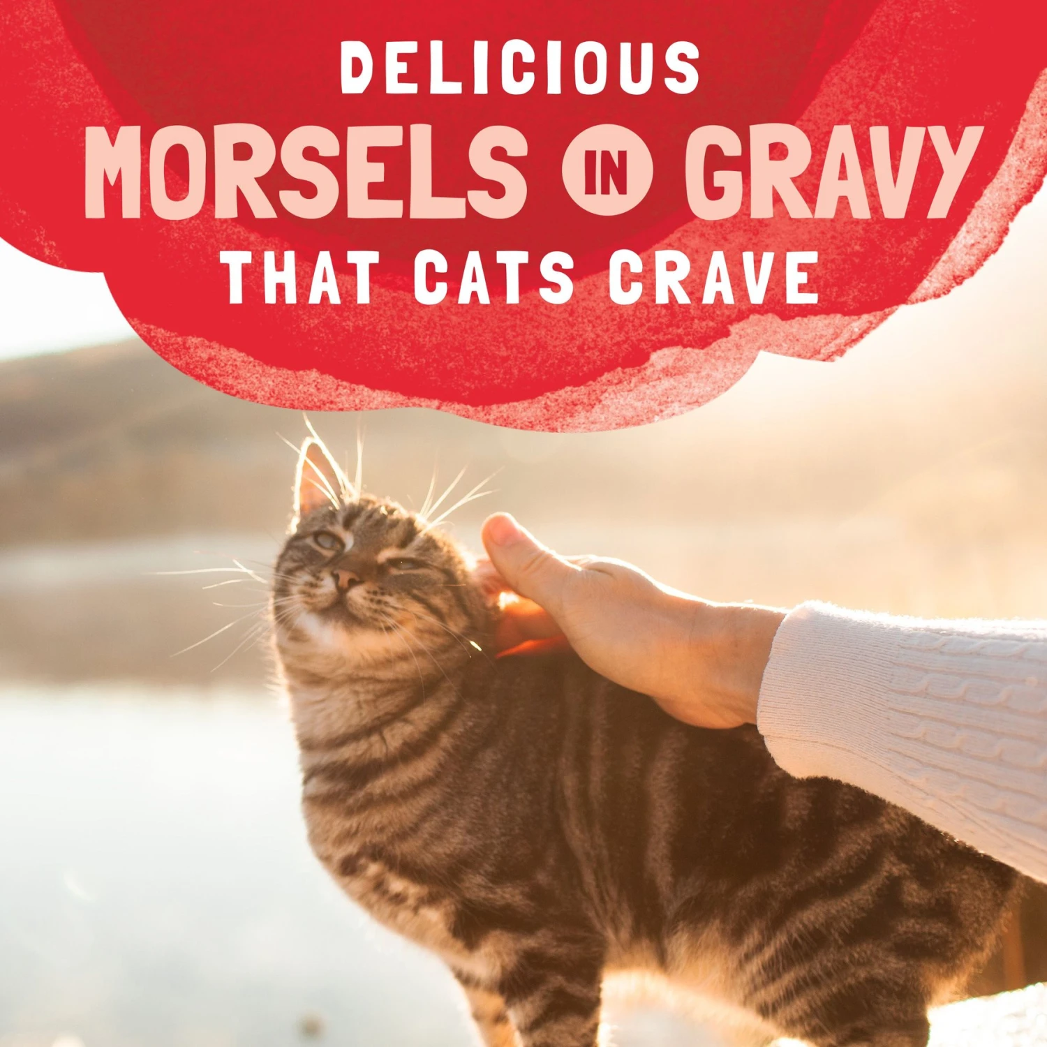 Natural Balance Platefulls Salmon, Tuna & Crab Formula In Gravy Grain-Free Cat Food Pouches 10 Natural Balance Platefulls Salmon, Tuna & Crab Formula In Gravy Grain-Free Cat Food Pouches - Image 8