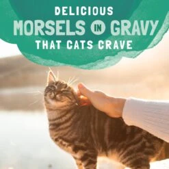 Natural Balance Platefulls Chicken & Pumpkin Formula In Gravy Grain-Free Cat Food Pouches 18 Natural Balance Platefulls Chicken & Pumpkin Formula In Gravy Grain-Free Cat Food Pouches -Blue Buffalo Shop 76554 PT7. AC SS1800 V1675712695