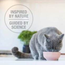 Feline Natural Beef Grain-Free Freeze-Dried Cat Food, 11-oz Bag 14 Feline Natural Beef Grain-Free Freeze-Dried Cat Food, 11-oz Bag -Blue Buffalo Shop 767438 PT4. AC SS1800 V1675890999