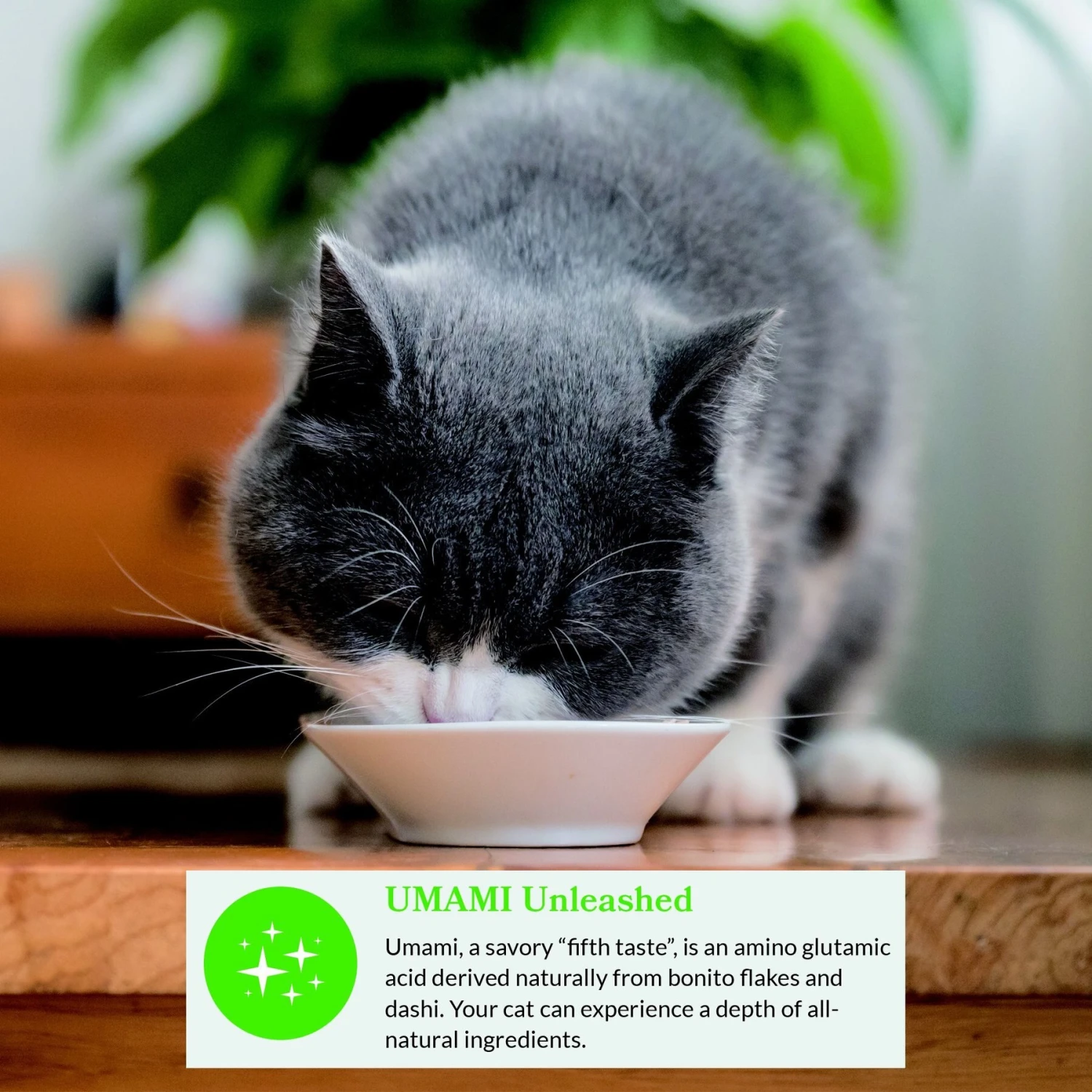 Inaba Dashi Delights Chicken With Cheese Recipe Grain-Free Cat Food Topper 11 Inaba Dashi Delights Chicken With Cheese Recipe Grain-Free Cat Food Topper - Image 9