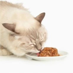 Catit Dinner Chicken With Tilapia & Green Beans Cat Wet Food, 2.8-oz Can 7 Catit Dinner Chicken With Tilapia & Green Beans Cat Wet Food, 2.8-oz Can -Blue Buffalo Shop 781838 PT2. AC SS1800 V1677076941
