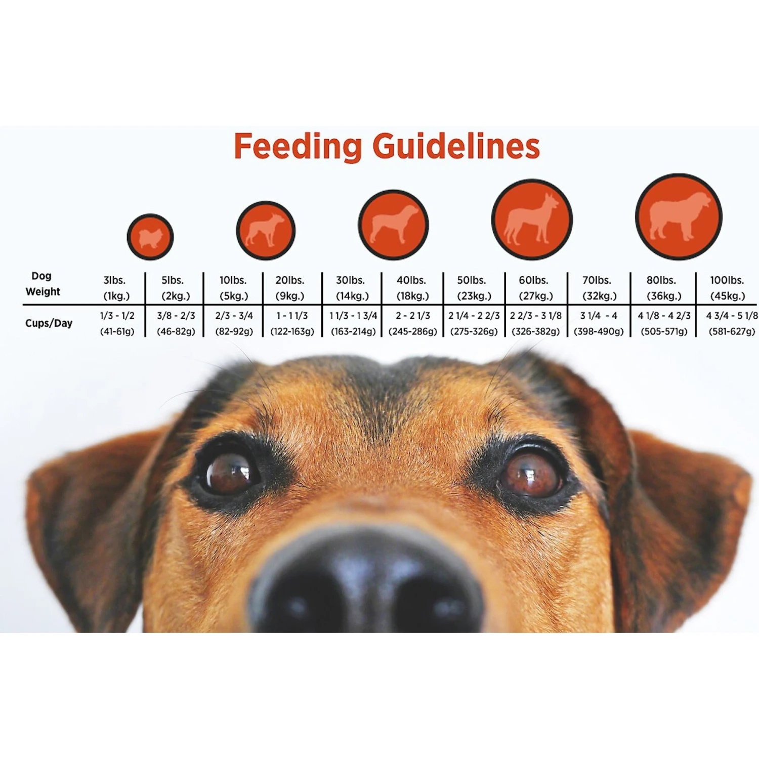 Blackwood 3000 Lamb Meal & Brown Rice Recipe Everyday Diet Dry Dog Food 6 Blackwood 3000 Lamb Meal & Brown Rice Recipe Everyday Diet Dry Dog Food - Image 4