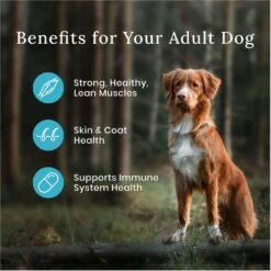 Blue Buffalo Wilderness Adult High Protein Natural Chicken & Wholesome Grains Dry Dog Food & Blue Buffalo Wilderness Beef & Chicken Grill Grain-Free Canned Dog Food -Blue Buffalo Shop 796158 PT4. AC SS1800 V1678140657